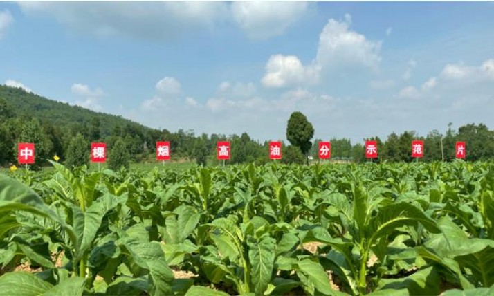 云烟(细支云龙)香烟正品价格表 云烟(细支云龙)价格表和图片 