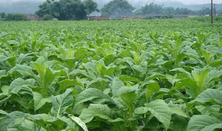 头条！免税香烟代理“明德惟馨”