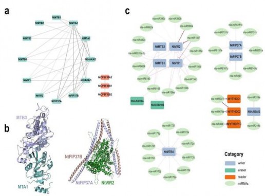 真龙三月三价格表和图片真龙三月三价格表一览 