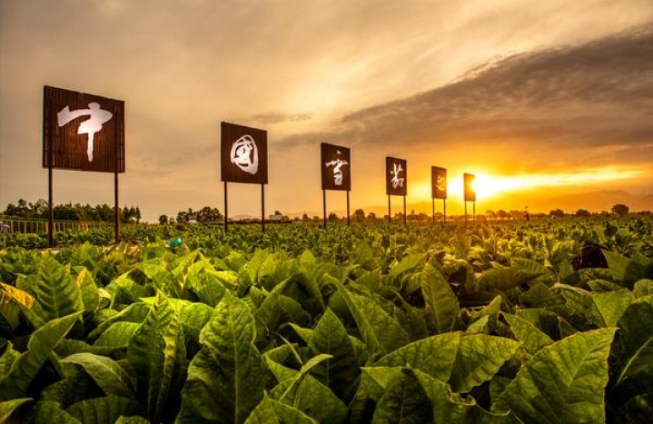 爱喜(苹果橙子双爆珠)多少钱一盒？爱喜(苹果橙子双爆珠)参数详解 