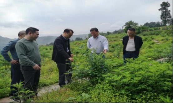 芙蓉王(海国图志)拿货价格，芙蓉王(海国图志)多少钱一盒？