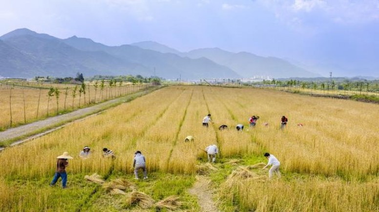 深入解析！七匹狼16支纯香香烟的低价批发指南