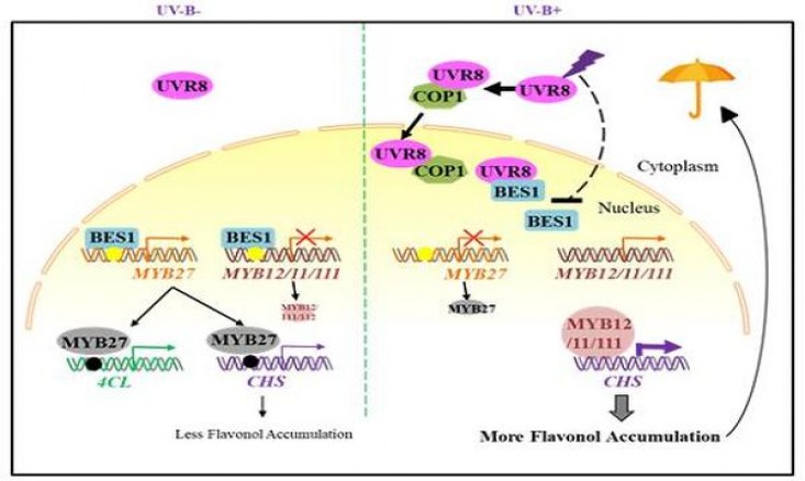 将军(格调100)参数详解 将军(格调100)多少钱一包2025？