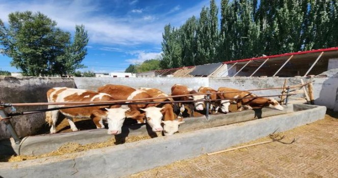 云斯顿(硬红中免版)拿货价格，云斯顿(硬红中免版)价格表一览