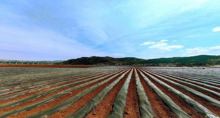 头条！微信香烟网购“朝秦暮楚”