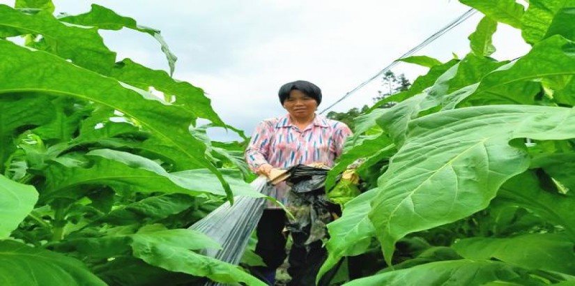 双头凤(软)价格表一览 双头凤(软)香烟价格 