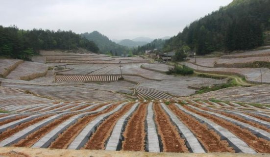 深入解析！龙凤呈祥梦幻云霄烟批发渠道的详细解析