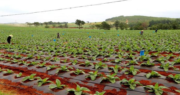 女神(黑金雪茄)价格表图一览表 女神(黑金雪茄)价格表图一览表 