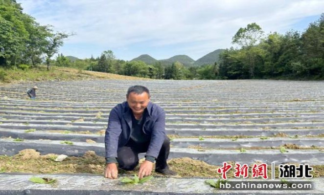 ESSE(field)厂家渠道，ESSE(field)价格表一览
