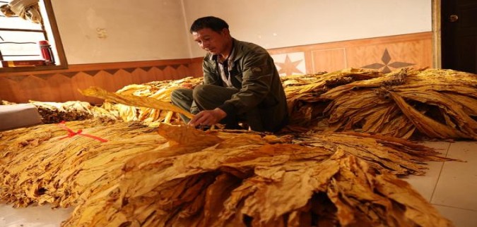 飞马软价钱批发 飞马软多少钱一盒2024？