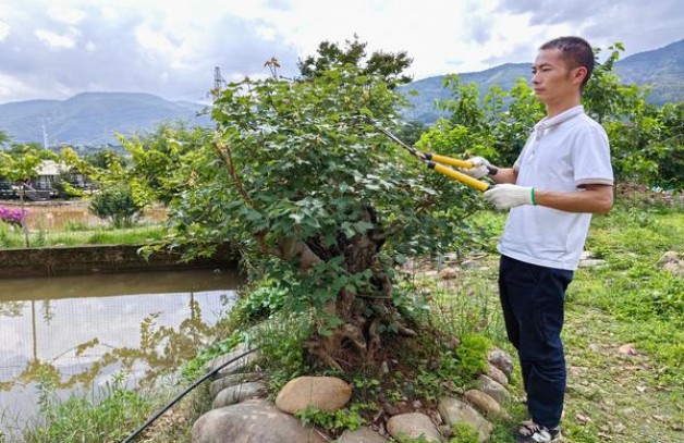 乐富门(英式烤烟迪拜免税版)批发价格是多少？乐富门(英式烤烟迪拜免税版)价格表和图片 