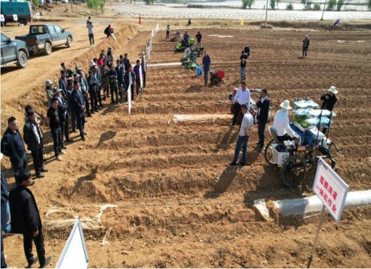 黄鹤楼(雪之梦10号)一手渠道，黄鹤楼(雪之梦10号)价格表和图片