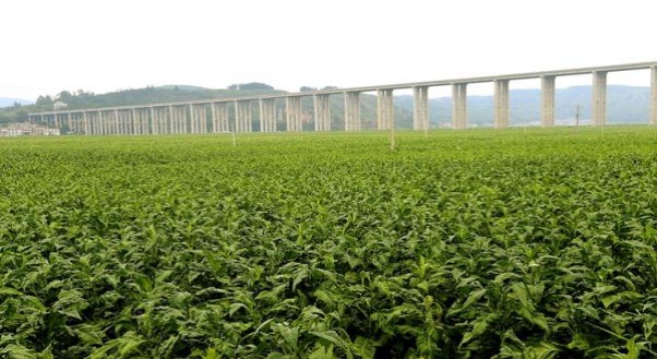 延安(青春岁月新版)厂家，延安(青春岁月新版)价格表图一览表