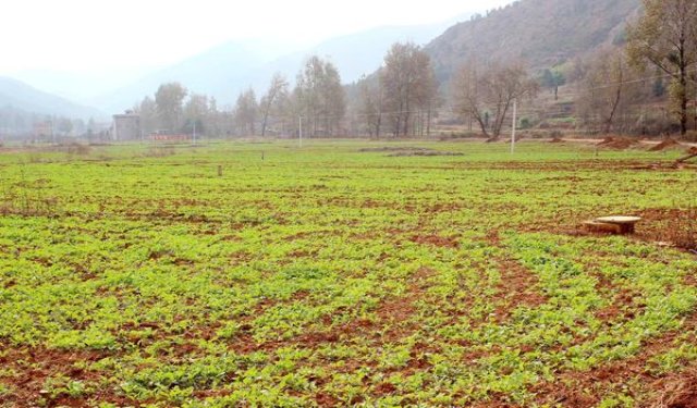 国宾(硬蓝醇香)批发，国宾(硬蓝醇香)价格查询