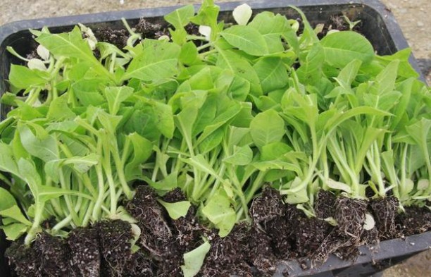 哈德门(1923叁号)批发价格是多少？哈德门(1923叁号)价格查询 