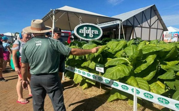 大青山(硬红昭君和亲)价格查询 大青山(硬红昭君和亲)香烟价格 