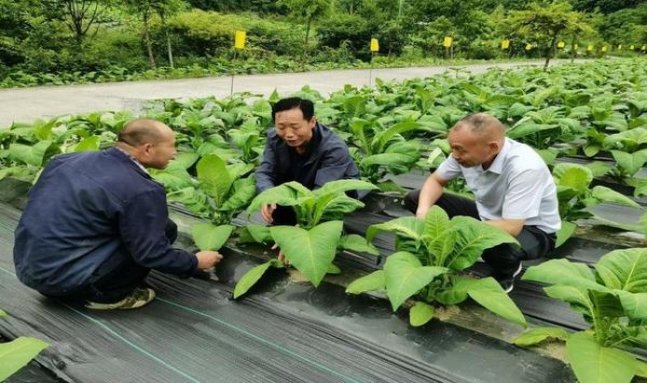 探索！冬虫夏草银云霄烟选购全攻略,品牌甄选与安全购买指南