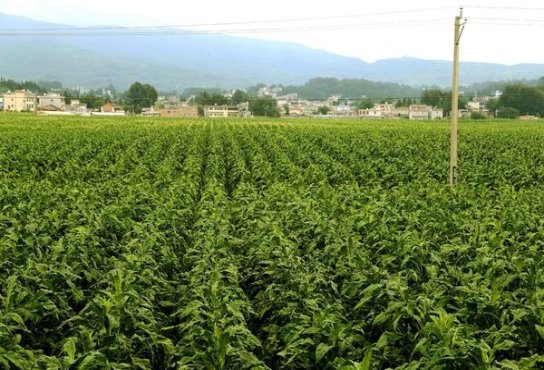 独家报道！一手云霄香烟货到付款“五脏六腑”