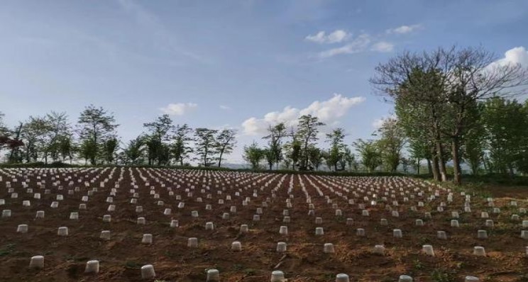 黄鹤楼(峡谷情新版)拿货价格，黄鹤楼(峡谷情新版)价格查询
