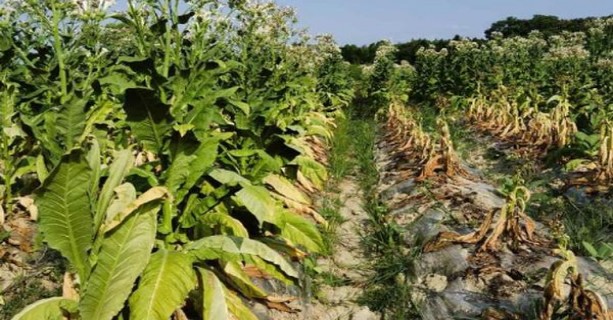 万宝路硬白金意大利免税版价钱批发 万宝路硬白金意大利免税版价钱批发 