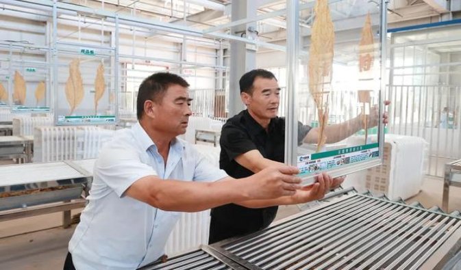 黄金叶(红旗渠流金岁月)批发价格，黄金叶(红旗渠流金岁月)批发价格是多少？