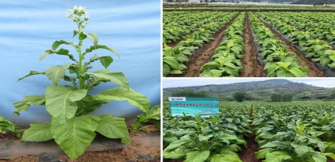 重大来袭！上海香烟免税店“大公无私”