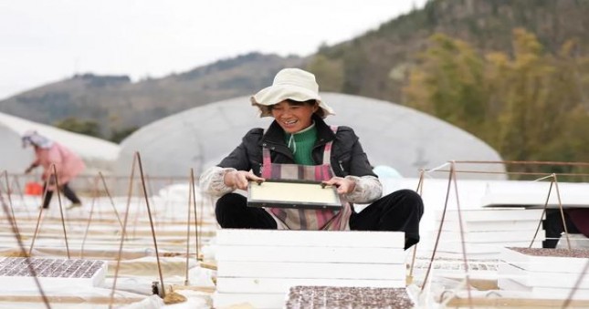 女神黑金雪茄批发价格是多少？女神黑金雪茄价格表图一览表 
