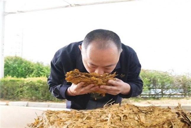 揭秘！黄鹤楼硬辛亥100金香烟的批发奥秘