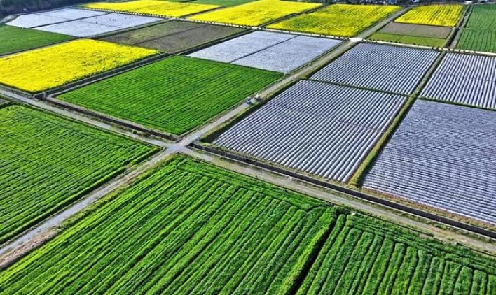 钻石(软荷花)渠道批发，钻石(软荷花)批发价格是多少？