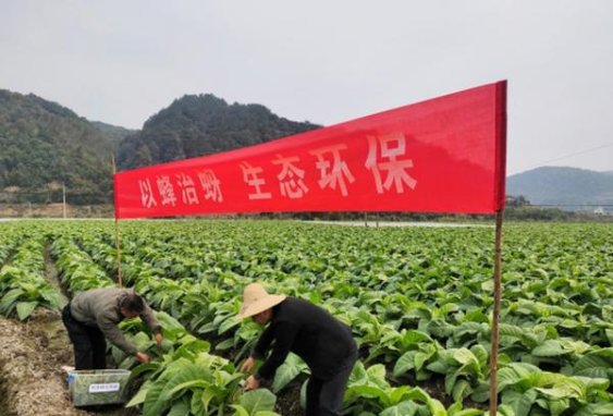 揭秘！天子重庆20年香烟的市场价格解析
