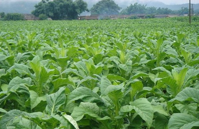 黄鹤楼昭君出塞多少钱一盒？黄鹤楼昭君出塞价格表一览 