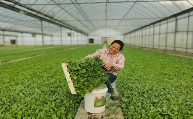 破天荒！进口香烟批发代理网“虎头蛇尾”
