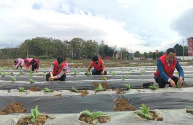 精选！红双喜东方之珠奶茶爆珠云霄烟的进货秘密