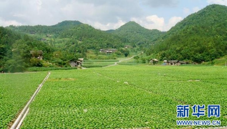 今日公布！香烟一手货源去哪里批发顶级国烟全国诚招代理“表里不一”