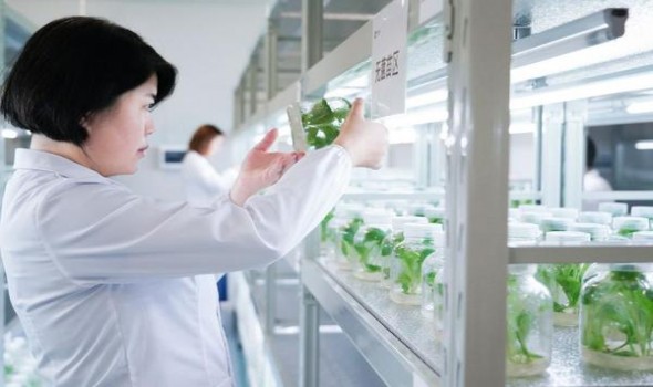 黄鹤楼软蓝出口价钱批发 黄鹤楼软蓝出口价钱批发 