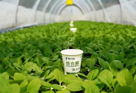 阿里山印象细支价格表和图片阿里山印象细支价格表图一览表 