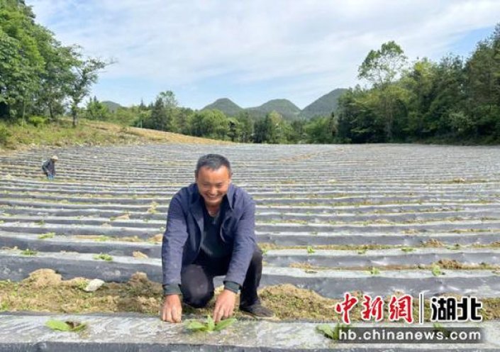 揭秘！金圣硬典藏香烟的市场行情