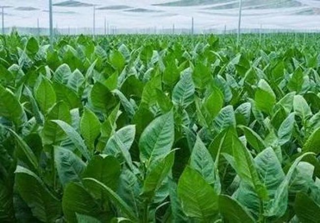 揭秘！爱喜薄荷探索独特烟草文化与创新工艺的融合