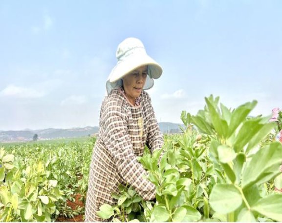 宝亨(雪茄3号韩版)香烟正品价格表 宝亨(雪茄3号韩版)香烟正品价格表 