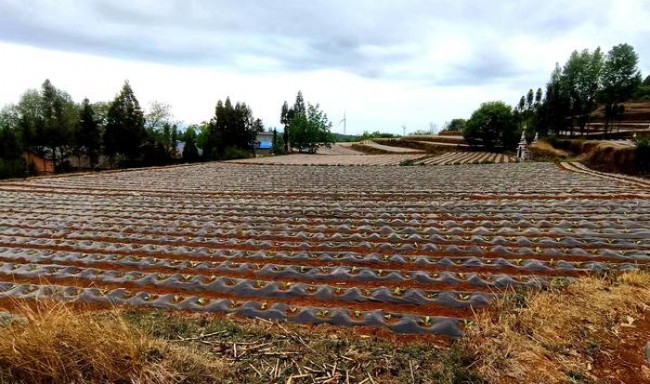 深入解析！泰山宋城香烟的市场行情