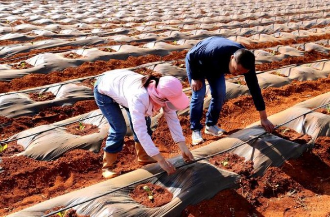 探索！真龙甲天下新版烟民真实体验,一手货源深度剖析