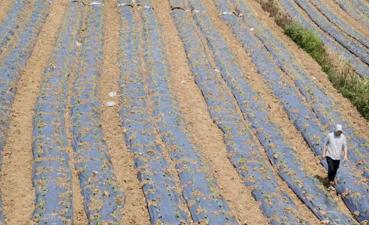 深度解析！甲天下山水香烟一手货源价格及购买渠道解析