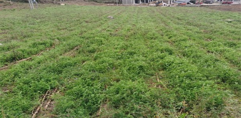 契斯特菲尔德(硬蓝巴西完税版)批发价格，契斯特菲尔德(硬蓝巴西完税版)价格查询