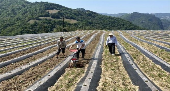 555(蓝金限量版中免)多少钱一包？555(蓝金限量版中免)多少钱一包？