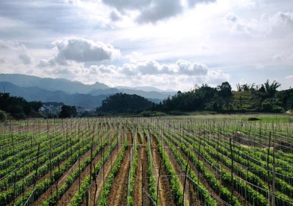 国宝(至尊软)批发多少钱？国宝(至尊软)多少钱一盒2024？