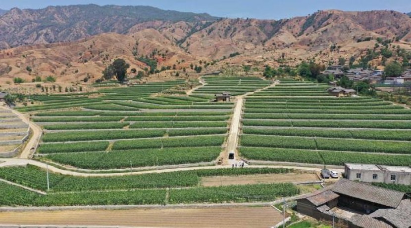 云烟(塞上好江南中支)价格表一览 云烟(塞上好江南中支)多少钱一包2025？