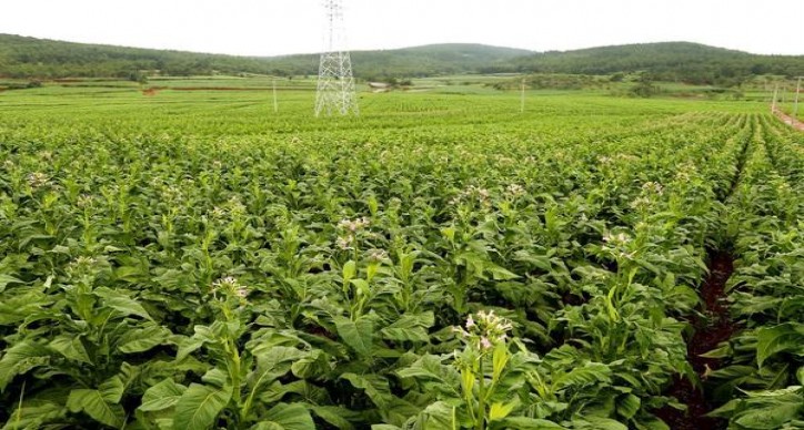 黄山(福东海)多少钱一盒2025？黄山(福东海)价格表图一览表 