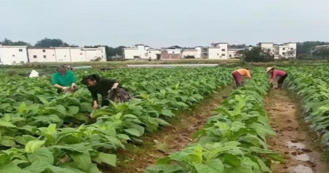 泰山(将军中支)多少钱一包2025？泰山(将军中支)多少钱一包？