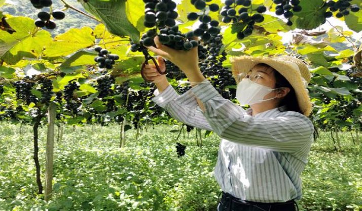来袭！香烟一手货源微信“鹤立鸡群”