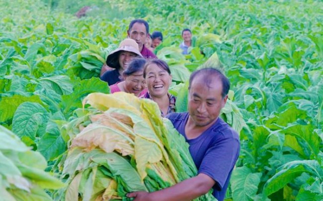 终于发现！出口烟外烟一手货源微商代理“狼狈不堪”